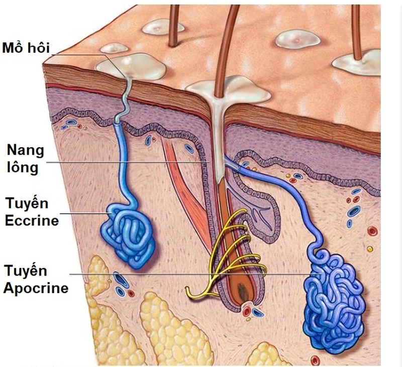 Góc hỏi đáp: Thuốc Hòa Hãn Linh bao nhiêu tiền? 1