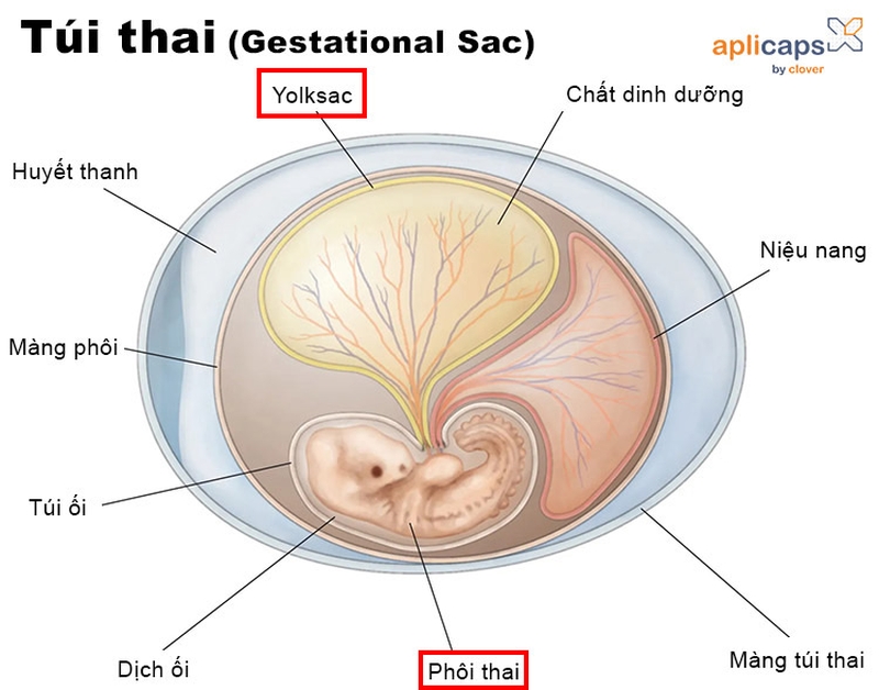 [GÓC GIẢI ĐÁP] Túi thai bao nhiêu mm thì có phôi thai? 2