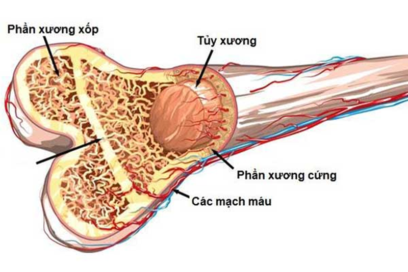 Góc giải đáp: Xương dài ra do đâu? 1