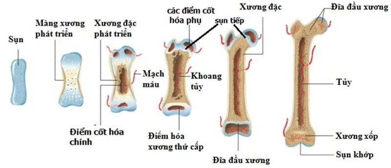Góc giải đáp: Xương dài ra do đâu? 2