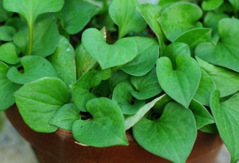 Góc hỏi đáp: Sử dụng diếp cá nguyên chất có tốt không? 1