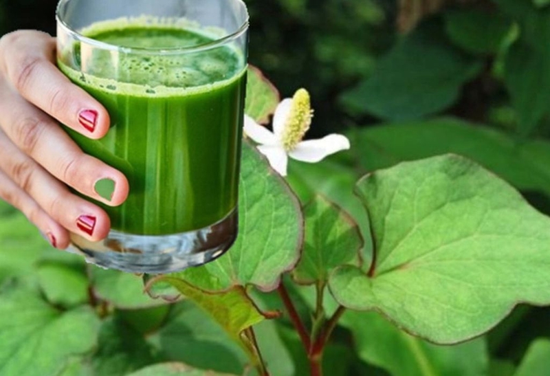 Góc hỏi đáp: Sử dụng diếp cá nguyên chất có tốt không? 2