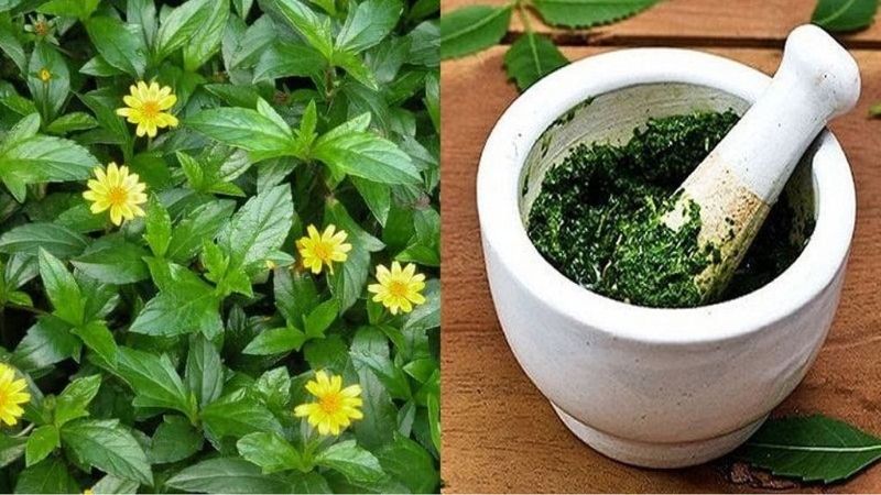 Góc làm đẹp da: Lá sài đất trị mụn và những điều cần biết 2