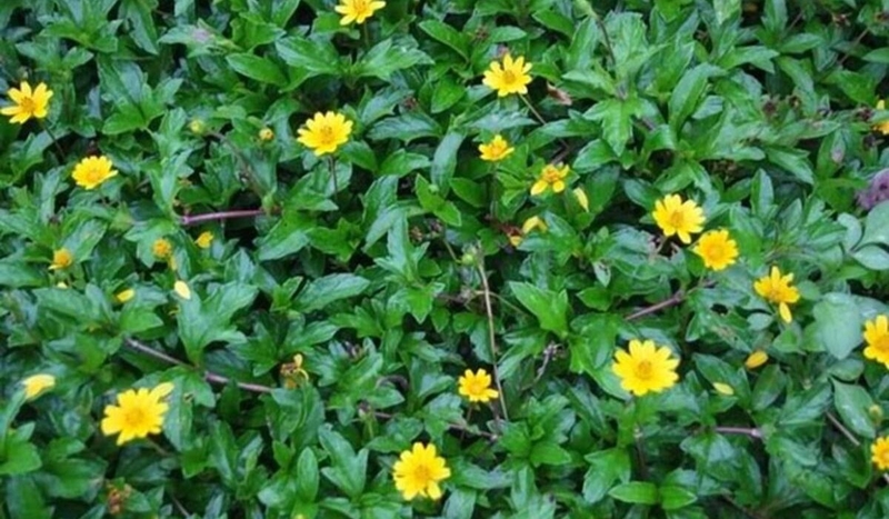 Góc mẹ bỉm: Cây sài đất trị chàm sữa và những điều nên biết 1