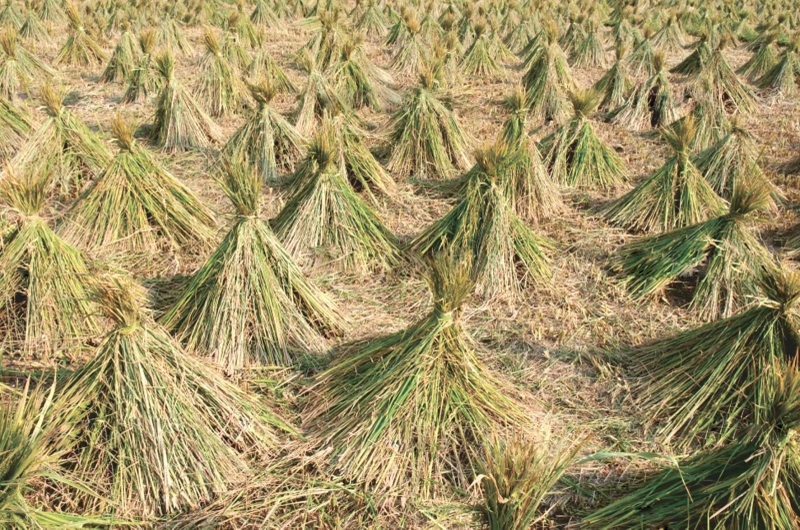 Gốc rạ chữa thủy đậu liệu có hiệu quả 1