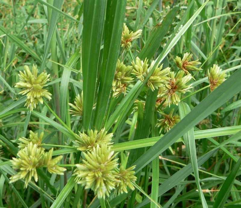 Góc review: Sản phẩm Phụ Lạc Cao có tốt không? 2