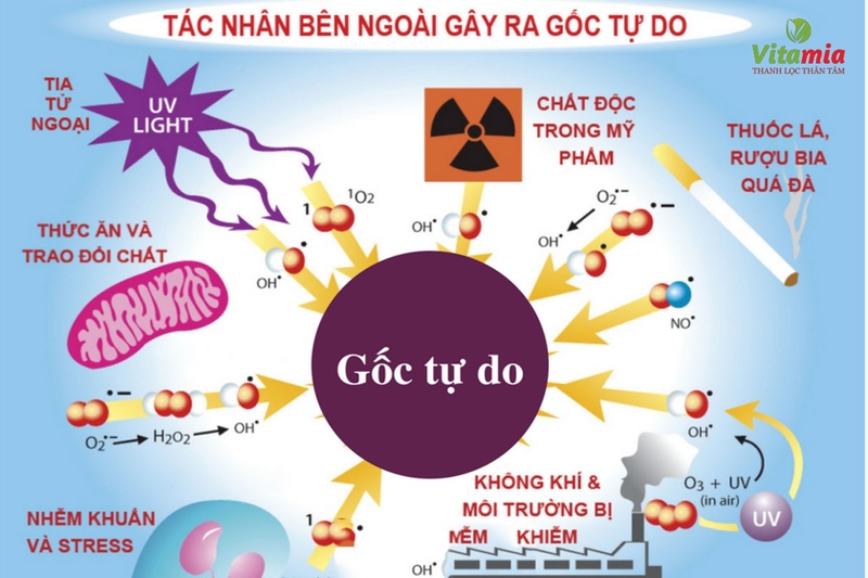 Gốc tự do là gì Những điều cần biết về gốc tự do 1