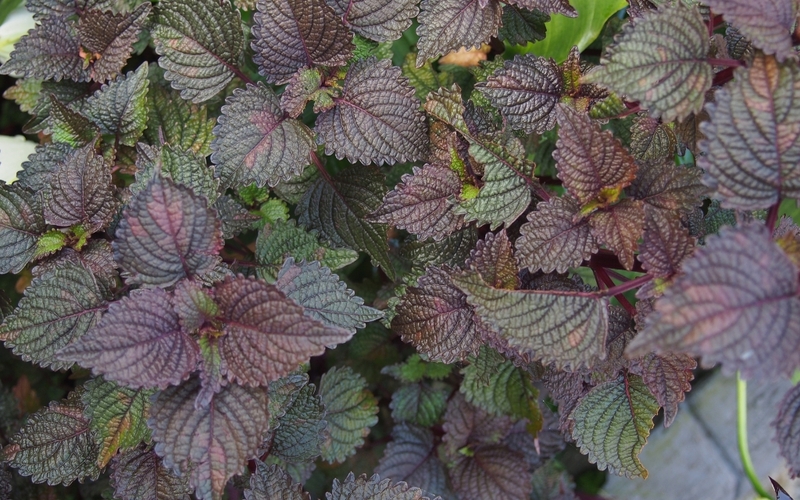 Góc tư vấn: Mách bạn top 7 loại lá trị ho cho bé hiệu quả ngay tại nhà 5