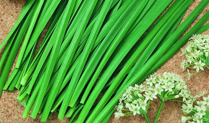 Góc tư vấn: Mách bạn top 7 loại lá trị ho cho bé hiệu quả ngay tại nhà 4