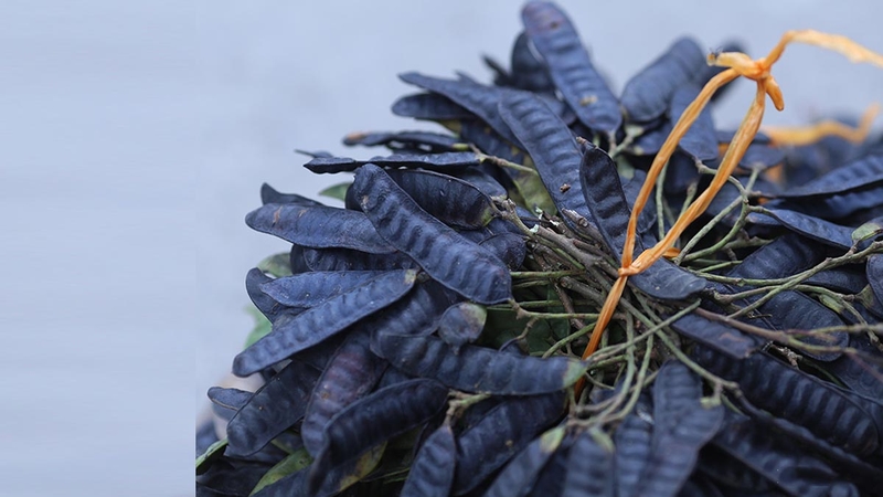 Gội bồ kết vẫn bị rụng tóc? Lý do thật đơn giản, ít người biết