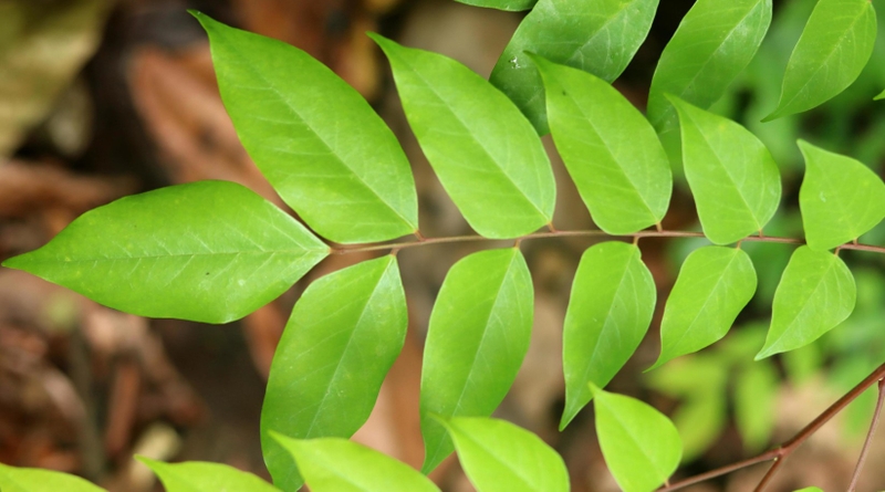 Gợi ý 4 cách chữa ghẻ bằng lá khế cực hiệu quả 1