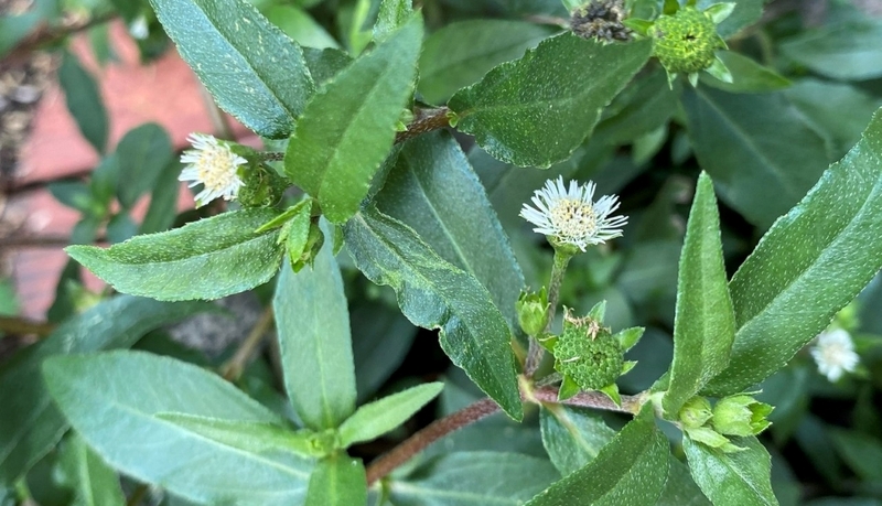 Gợi ý một số bài thuốc sử dụng cây nhọ nồi chữa rong kinh hiệu quả 1