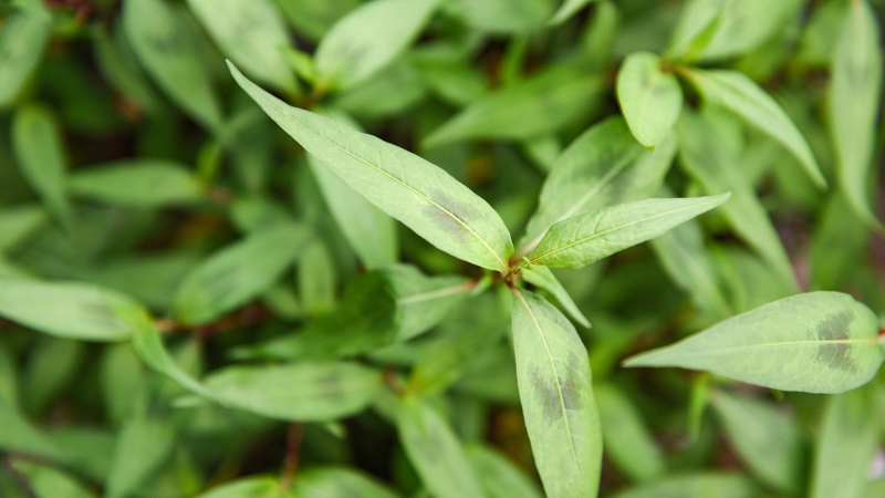 Rau răm có vị cay nhẹ, mùi nồng, tính ấm, thường ăn sống hoặc làm gia vị