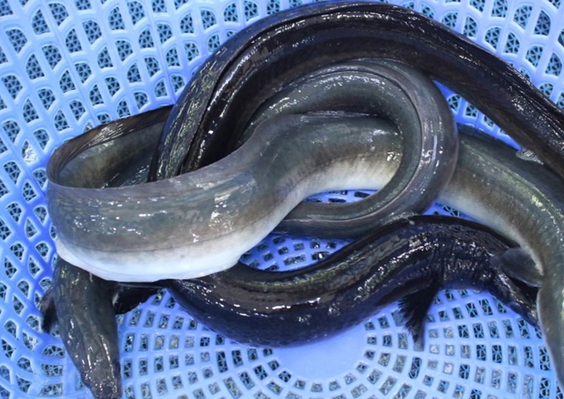 Gợi ý nhanh cách nấu cháo cá chình cho bé ăn dặm cho mẹ vụng mấy cũng nấu được 1