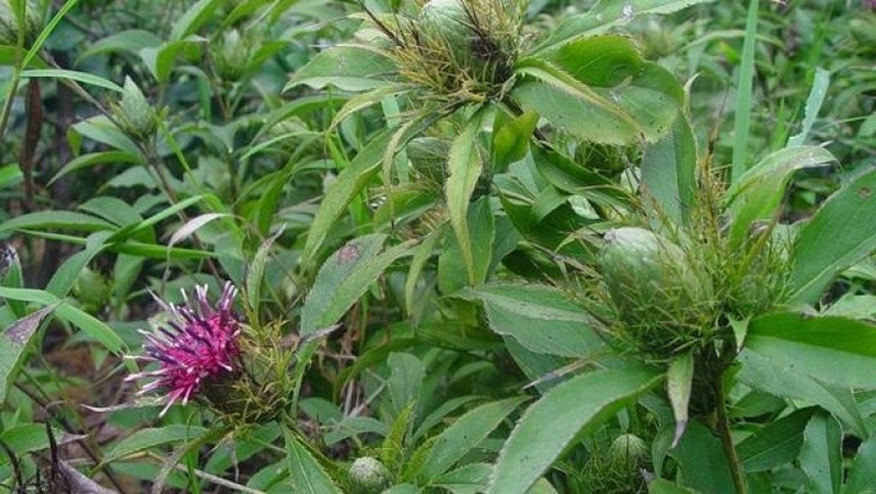 [GỢI Ý] Thuốc tăng cân đông y: Cải thiện cân nặng an toàn và hiệu quả 3