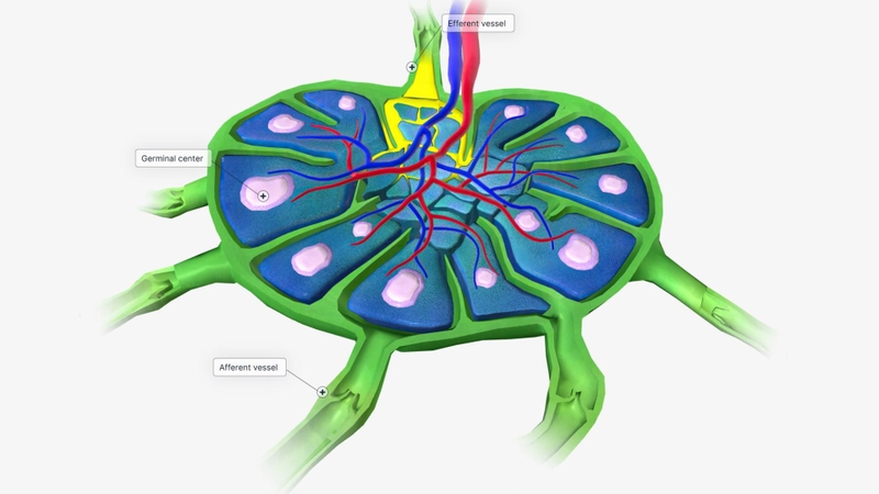 Hạch bạch huyết được bao bọc bởi lớp vỏ mô liên kết và phân bố dọc theo hệ thống mạch bạch huyết trong cơ thể