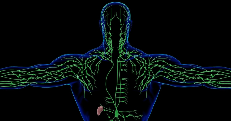 Hạch bình thường có sờ thấy không? Rất khó để sờ thấy hạch ở trạng thái bình thường