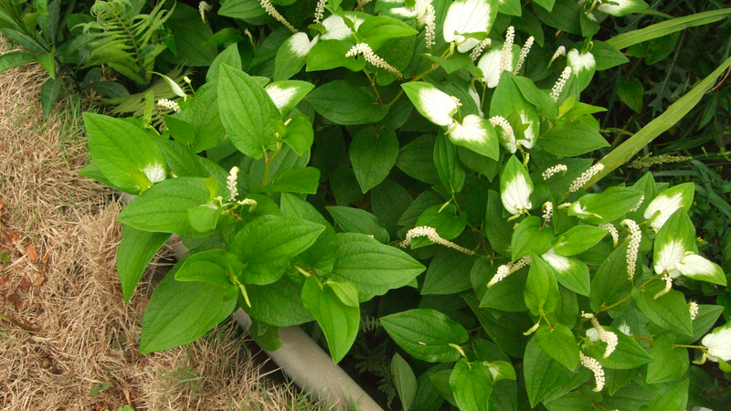 Cây hàm ếch: Thảo dược mọc tự nhiên với tác dụng thanh nhiệt giải độc 1