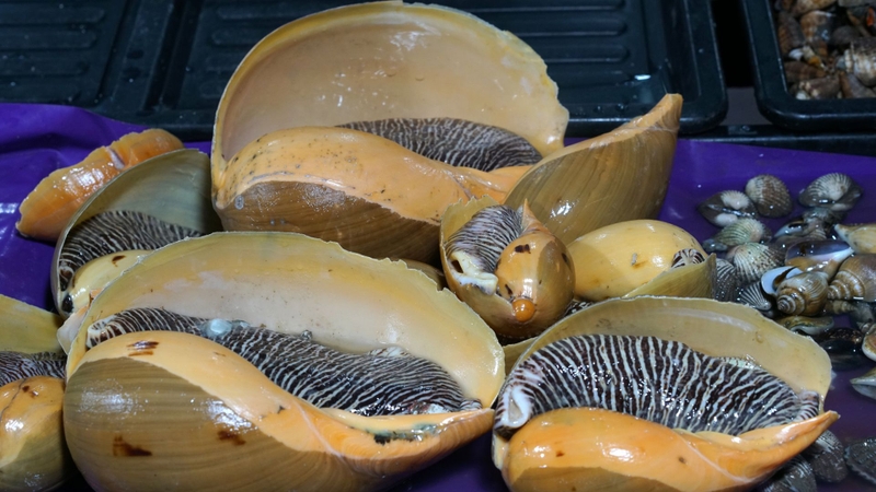 Hàm lượng dinh dưỡng trong ốc giác và những lợi ích đối với sức khỏe 1