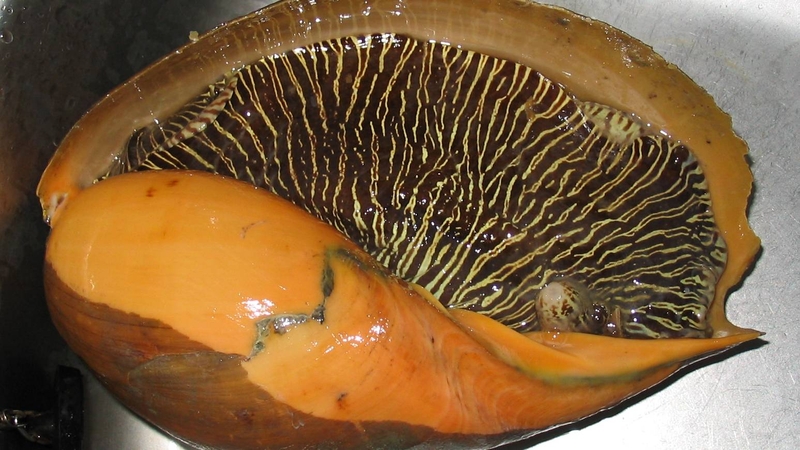 Hàm lượng dinh dưỡng trong ốc giác và những lợi ích đối với sức khỏe 4