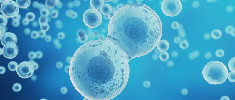 Hamartoma là gì? Các loại hamartoma phổ biến 2