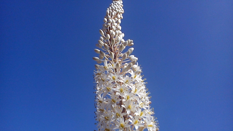 Có nên sử dụng hành biển để điều trị bệnh? 2.JPG