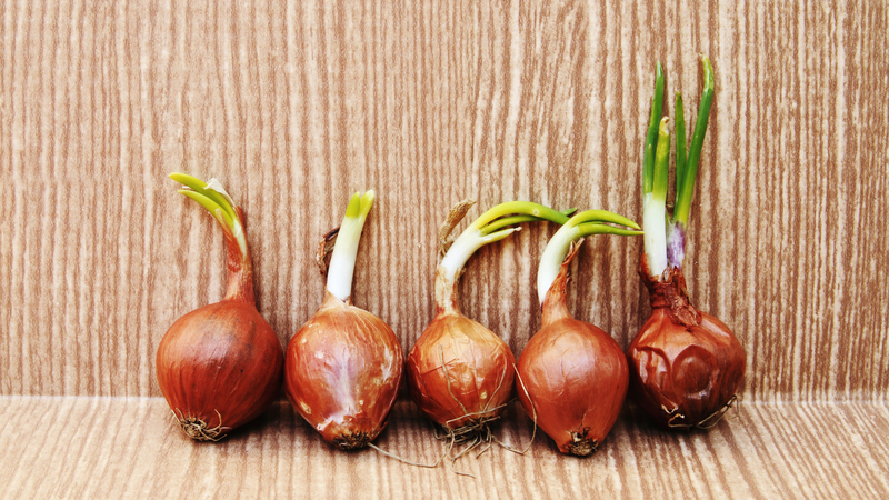 Nhiều người thường băn khoăn hành khô mọc mầm có ăn được không