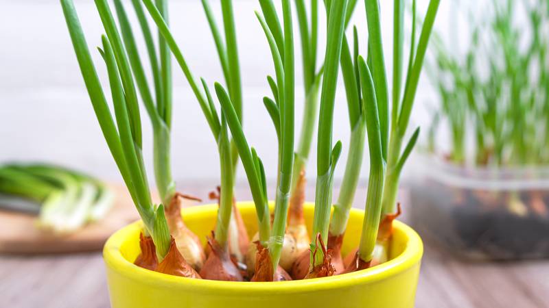 Nếu hành mới mọc mầm bạn cũng có thể tận dụng để trồng cây mới