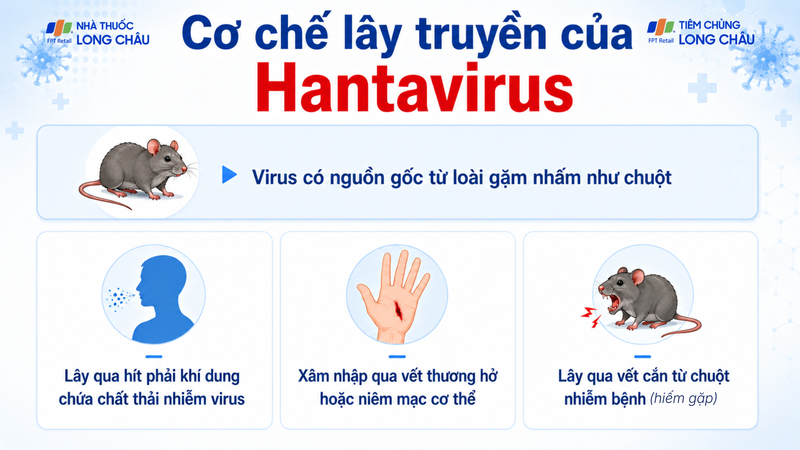 Cơ chế lây truyền chính của Hantavirus là qua con đường từ động vật sang người