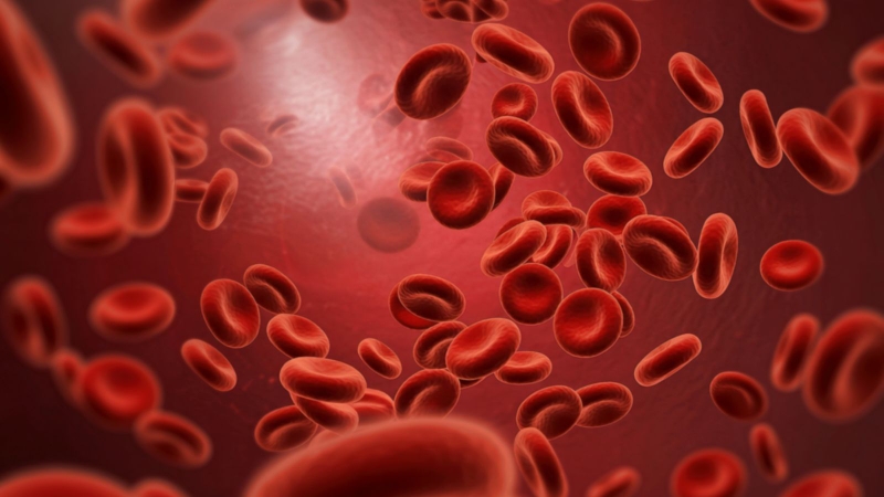 Haptoglobin giúp gắn hemoglobin tự do trong máu giúp bảo vệ cơ thể và hạn chế tổn thương