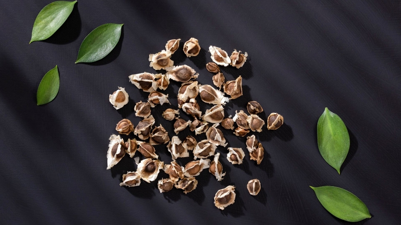 Hạt chùm ngây có tác dụng gì? Lưu ý khi sử dụng hạt chùm ngây 3