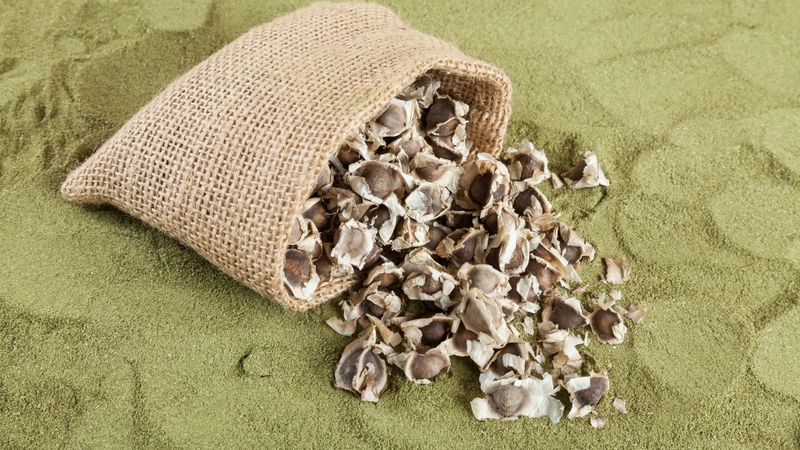 Hạt chùm ngây có tác dụng gì? Lưu ý khi sử dụng hạt chùm ngây 4