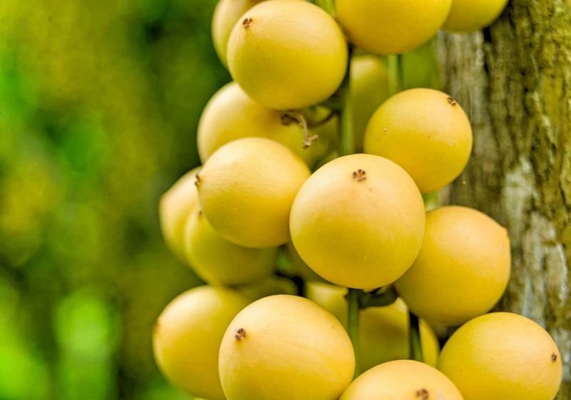 Hạt dâu da có ăn được không? Những điều bạn cần biết về quả dâu da 3