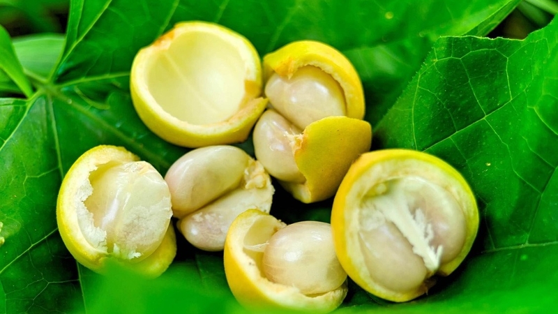 Hạt dâu da có ăn được không? Những điều bạn cần biết về quả dâu da 4