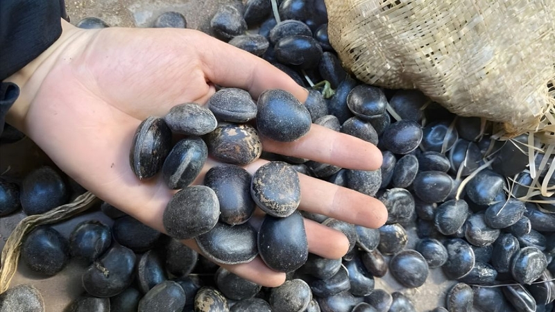 Công dụng truyền miệng của hạt đậu Lào chưa được kiểm chứng khoa học