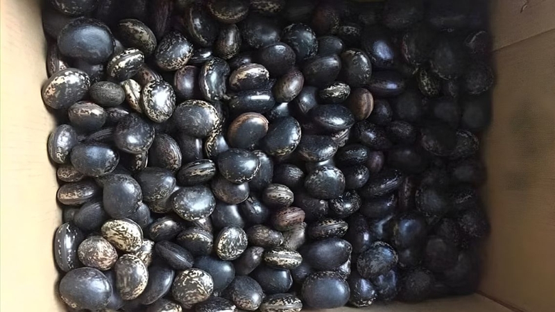 Hạt đậu Lào không có những công dụng bất ngờ như những lời quảng cáo