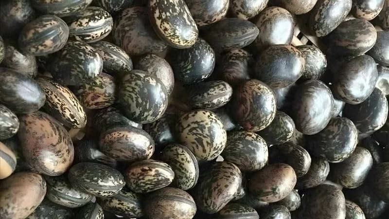 Cần thận trọng khi tiếp xúc hoặc sử dụng hạt đậu Lào để tránh các rủi ro