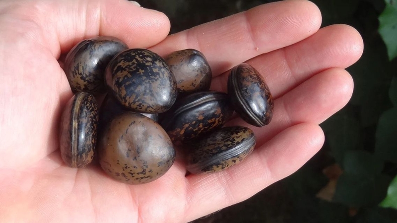 Không nên dùng hạt đậu Lào theo kinh nghiệm truyền miệng