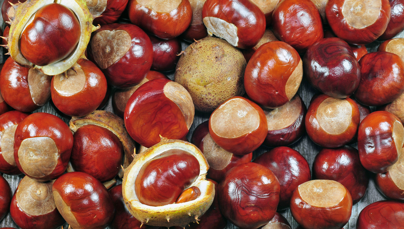 Hạt dẻ ngựa​ là gì? Công dụng sức khỏe ra sao? 4