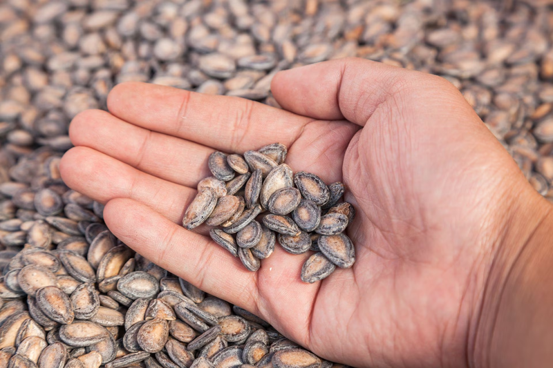 Hạt dưa làm từ quả gì? 5 lợi ích sức khỏe từ hạt dưa 2