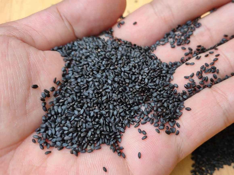 Hạt é có gây ung thư không? Đối tượng nào không nên ăn hạt é? 1