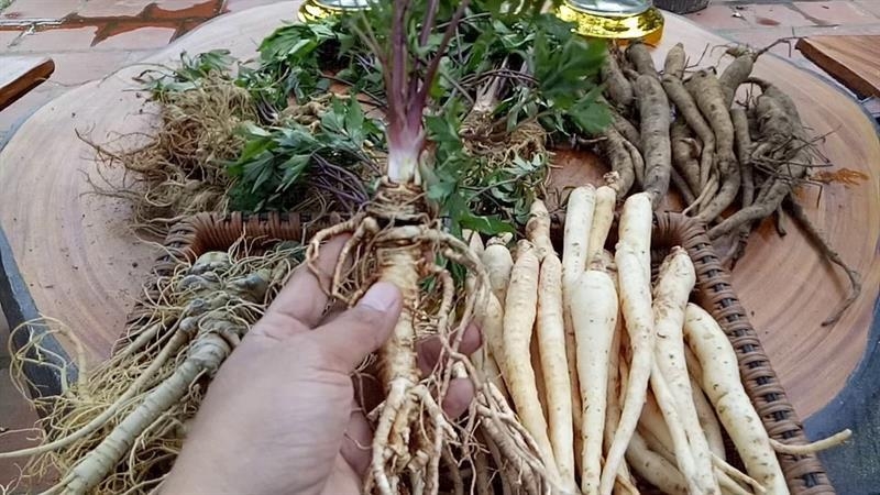 Hạt gấc chữa quai bị - hiệu quả ngay tại nhà 3