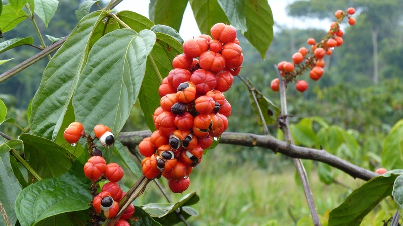 Hạt Guarana: Nguồn gốc, công dụng và tác dụng phụ 1