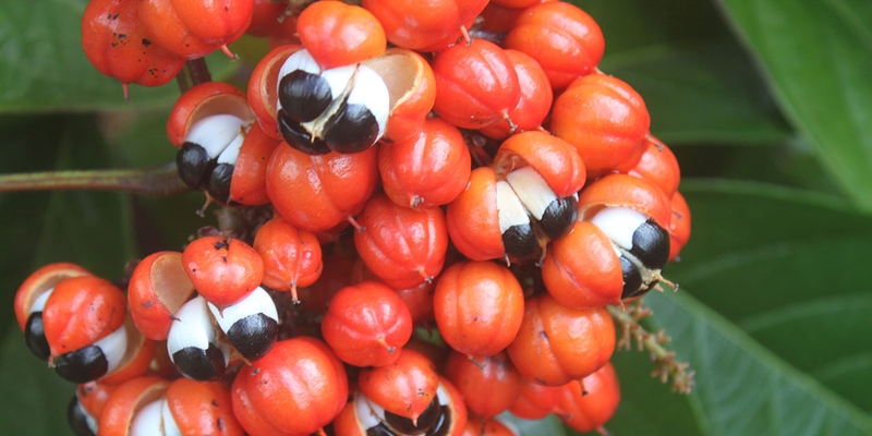 Hạt Guarana: Nguồn gốc, công dụng và tác dụng phụ 2