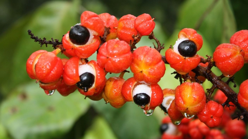 Hạt Guarana: Nguồn gốc, công dụng và tác dụng phụ 4