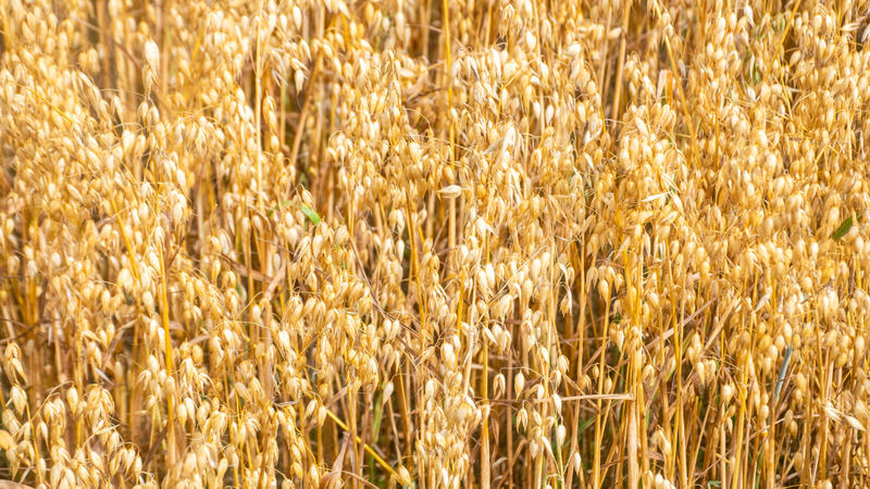 Hạt kiều mạch là một loại cây lương thực thuộc họ rau răm