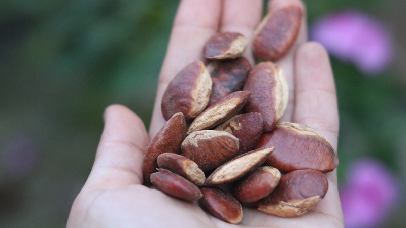 Hạt Konia có tác dụng gì? Lưu ý khi sử dụng hạt Konia 1