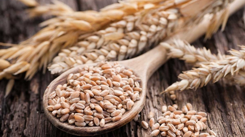 Hạt lúa mì​ và 10 công dụng vàng với sức khỏe 1