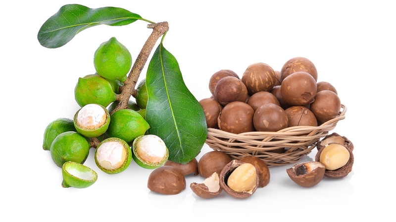 Hạt macca ăn sống được không? Tác dụng của hạt macca sống 2