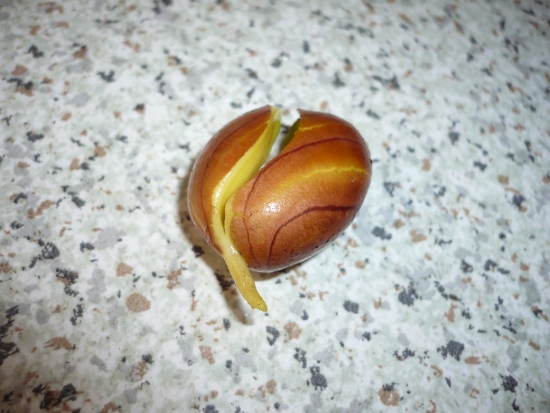 hạt mít mọc mầm có ăn được không 2